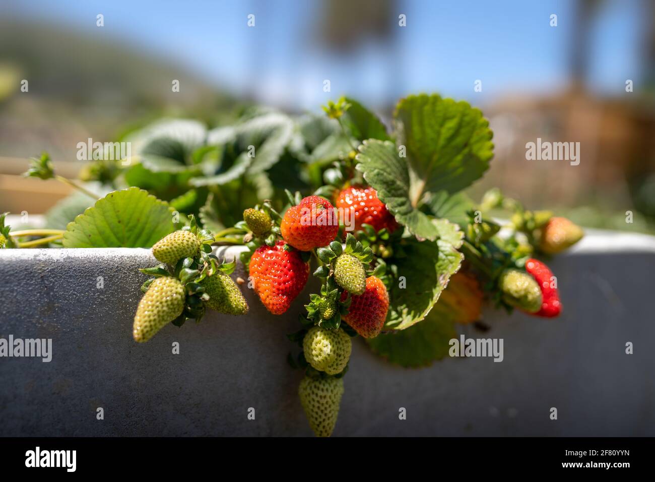 Strawberries plant in pot hi-res stock photography and images - Alamy