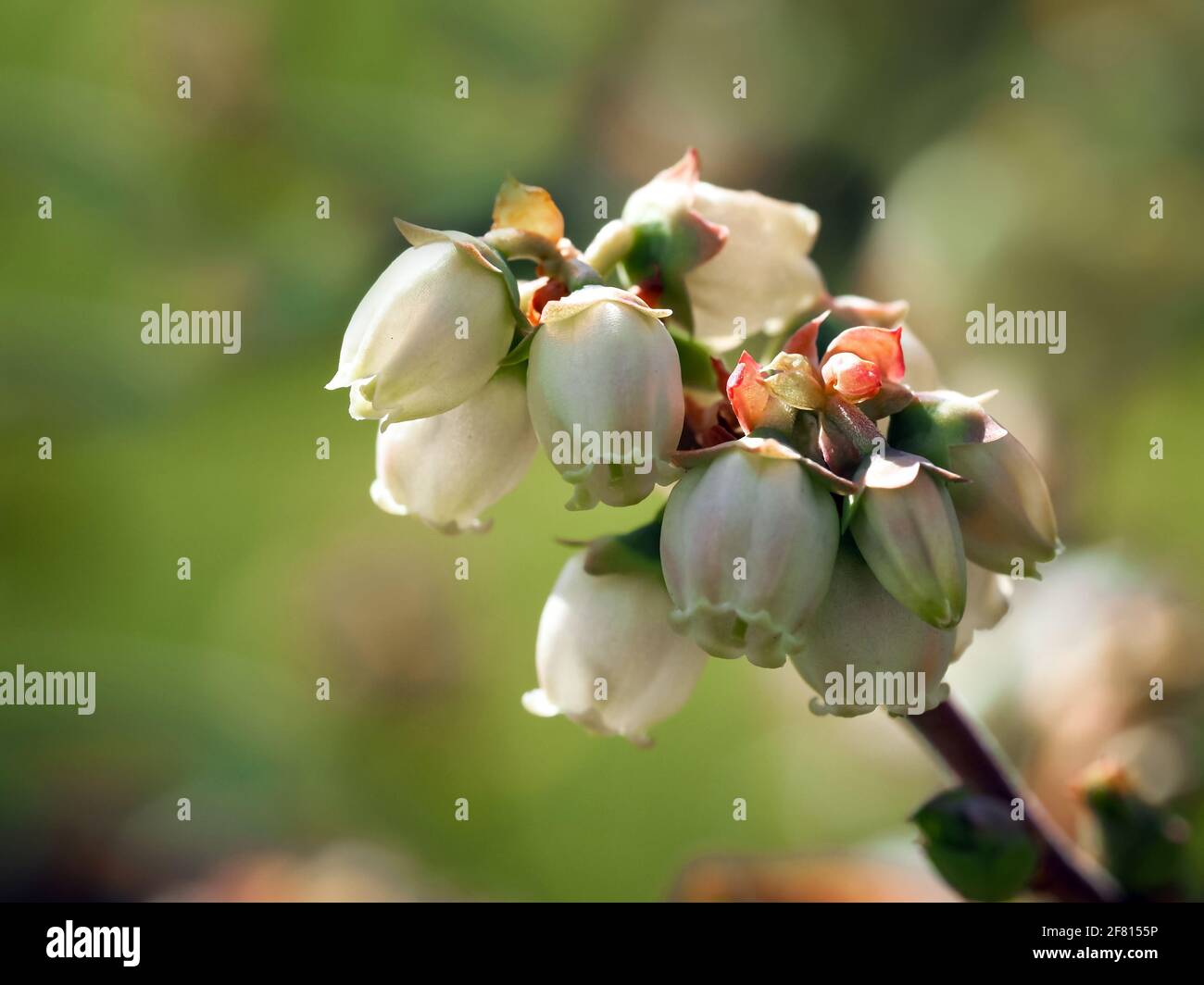 Closeup of white flowers on a blueberry bush Stock Photo Alamy