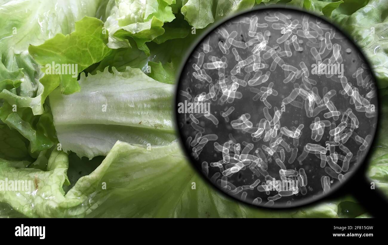 Searching for bacteria in lettuce Stock Photo Alamy