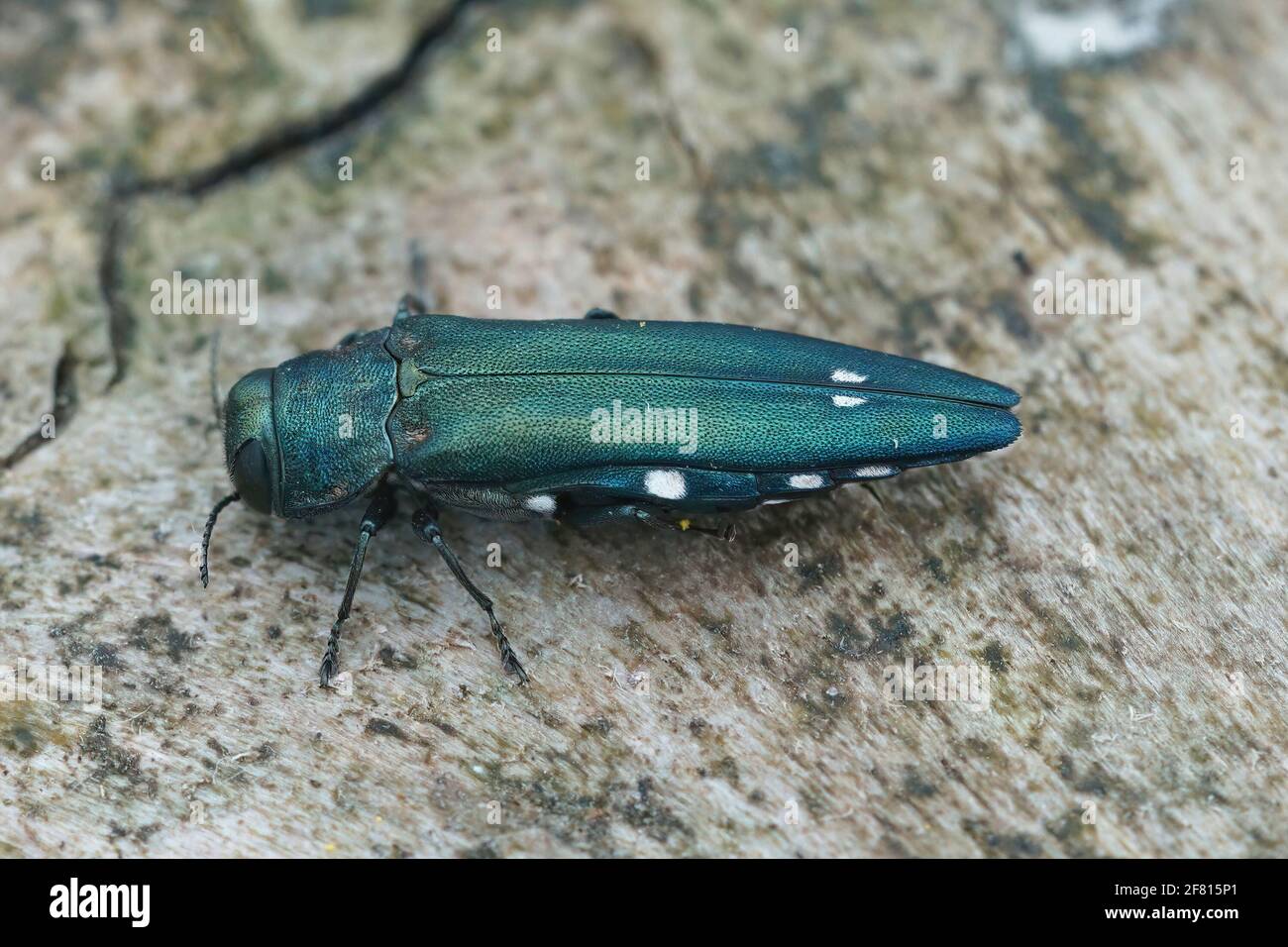Closeup shot of green spotted oak buprestid or oak splendour beetle , Agrilus biguttatus Stock Photo