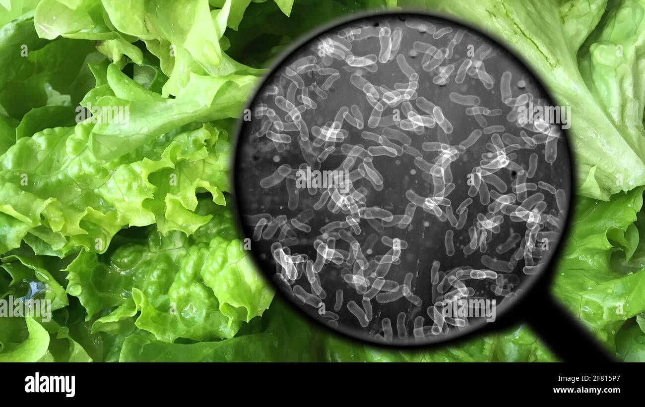 Searching for bacteria in lettuce Stock Photo Alamy