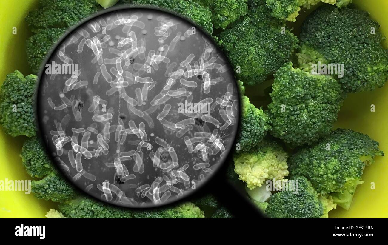 Searching for bacteria in vegetables Stock Photo Alamy