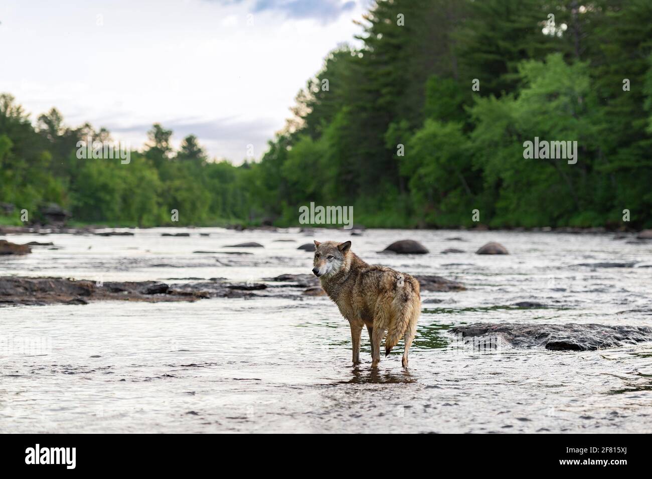 Grey Wolf (Canis lupus) Looks Back While Walking Up River Summer ...