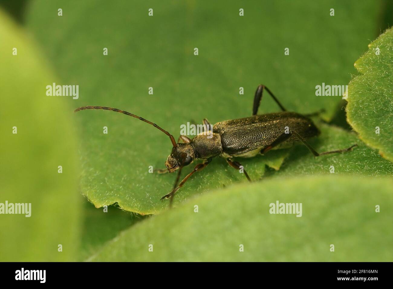 Closeup shot of a longhorn beetle among the green leaves -  Grammoptera ruficornis Stock Photo