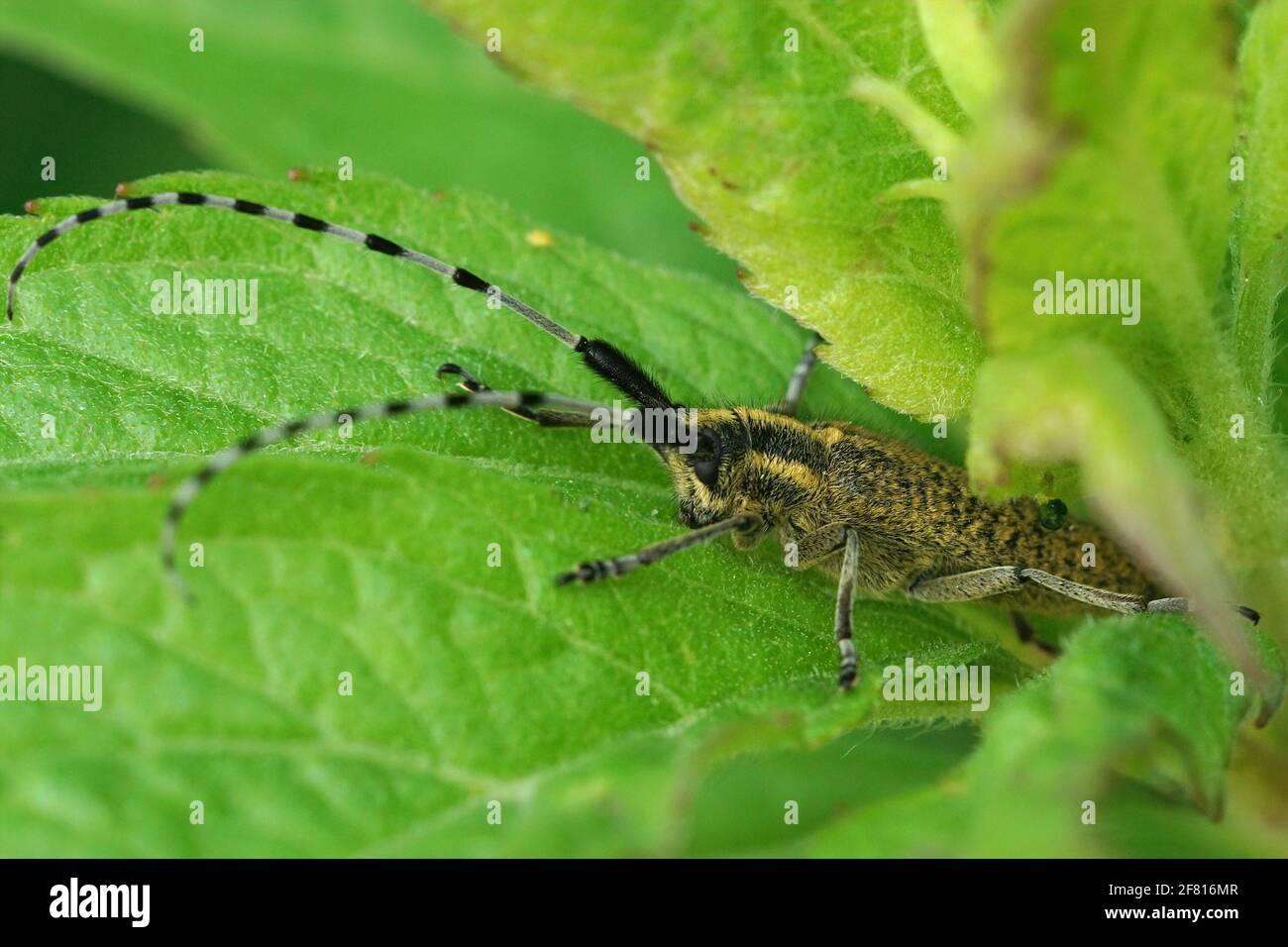 Closeup shot of a golden-bloomed gray longhorn beetle among green leaves Stock Photo