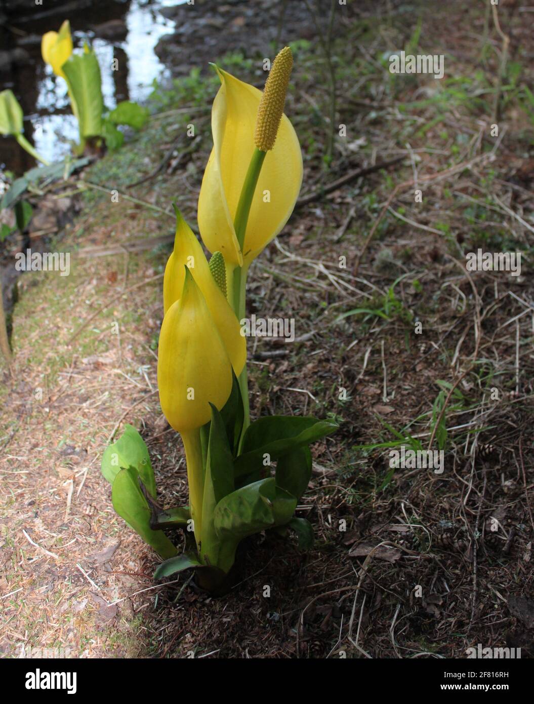 Close up of Skunk cabbage (Symplocarpus foetidus) flower and large leathery leaves. Spring plants found on nature trails and hikes. Images of spring. Stock Photo