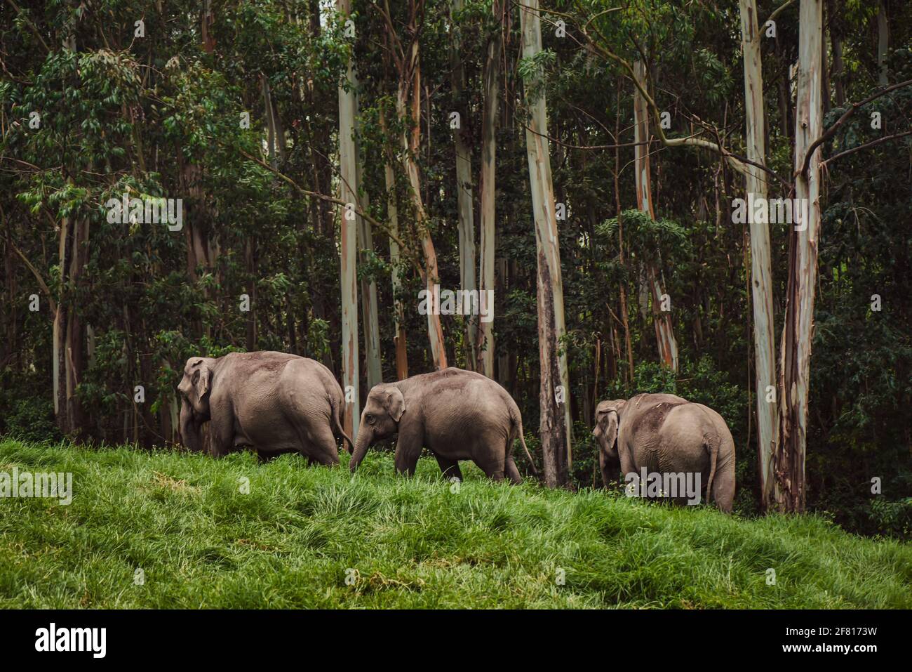 Elephant family in Periyar national park walking near the forest India, Munnar Stock Photo