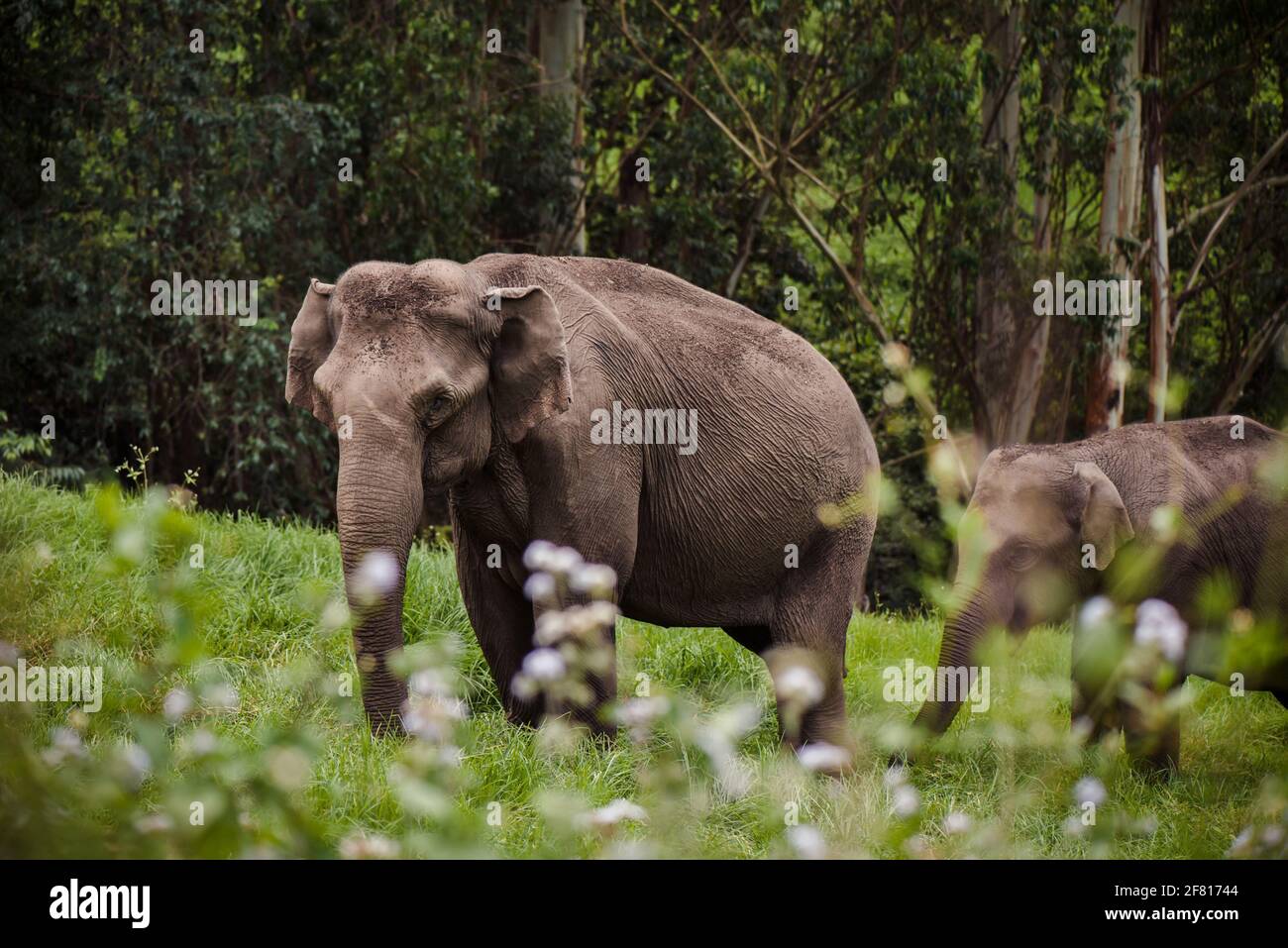 Elephant family in Periyar national park walking near the forest India, Munnar Stock Photo