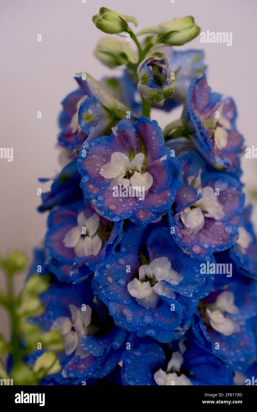 Delphinium blooming with blue flowers indoor Stock Photo - Alamy