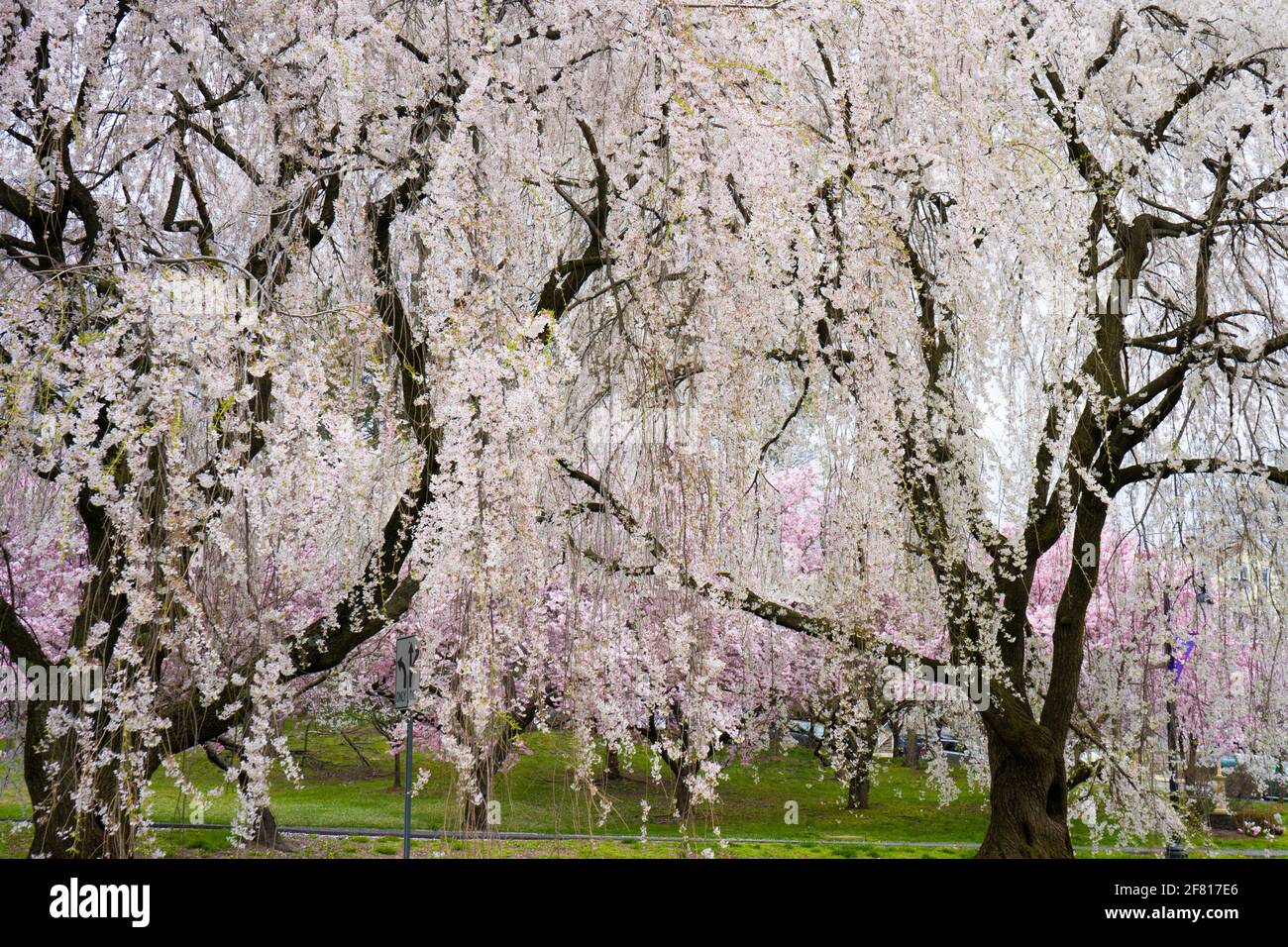 A cherry blossom is a flower of many trees of genus Prunus. They are also known as Japanese cherry and sakura. Stock Photo