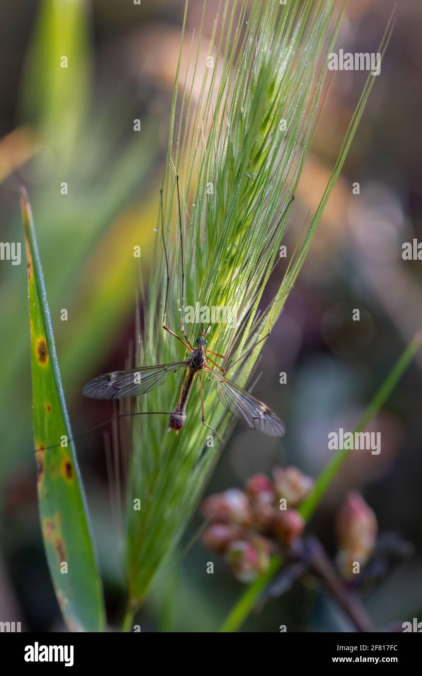 Crane fly is a common name referring to any member of the insect family Tipulidae. Stock Photo