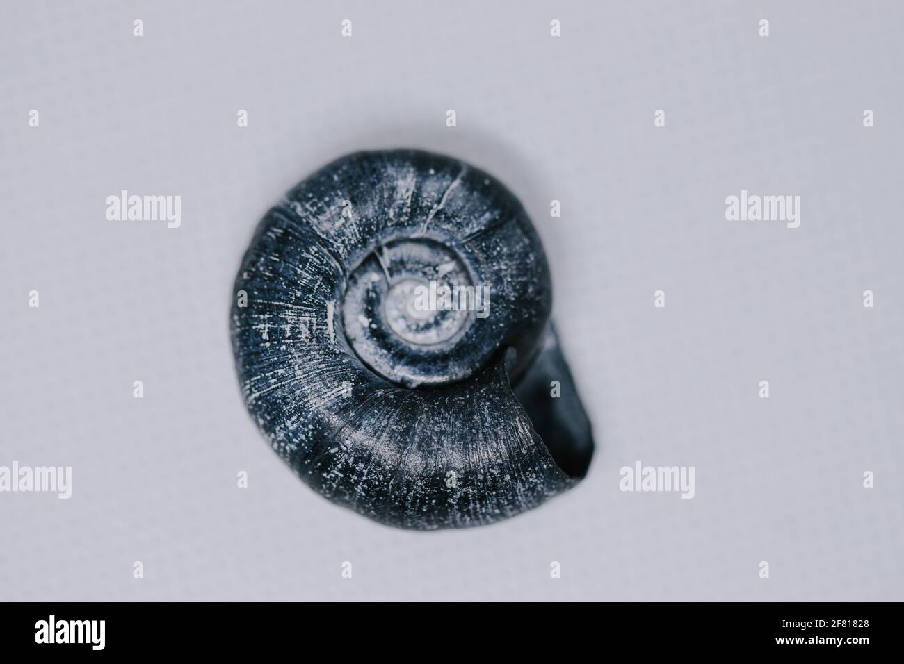 Closeup shot of a small ammonite fossil isolated on white background Stock Photo