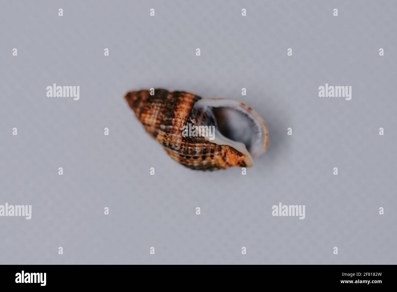 One seashell isolated hi-res stock photography and images - Alamy