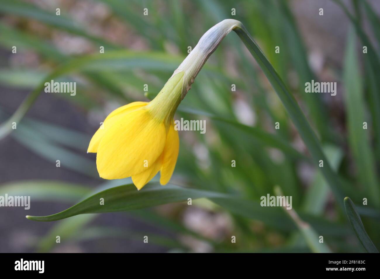 Spring wonderland fresh hot daffodil hires stock photography and