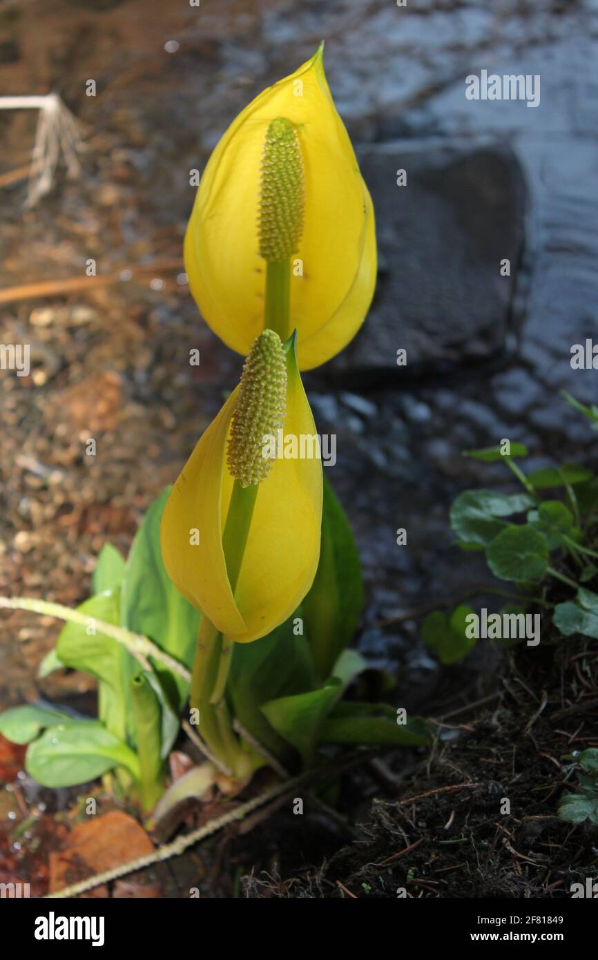 Yellow spiral shaped river flowers (plants), skunk cabbage spadix cluster flower growing by the river. Unusual shaped water garden plants for spring. Stock Photo