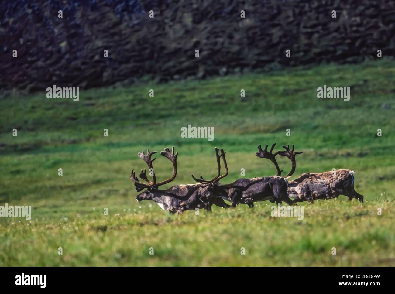 Arctic Caribou Migration