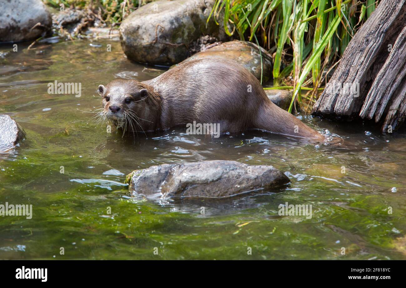 Captive Asian Short Clawed Otter [ Aonyx cinereus ] in the London Wetlands Centre Stock Photo