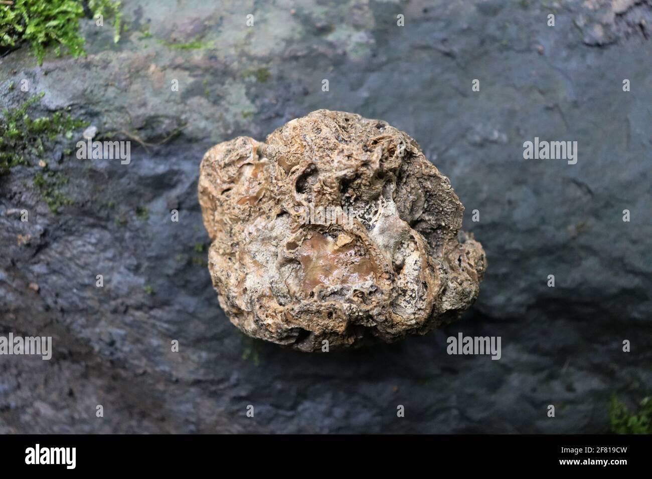 Brushite hires stock photography and images Alamy