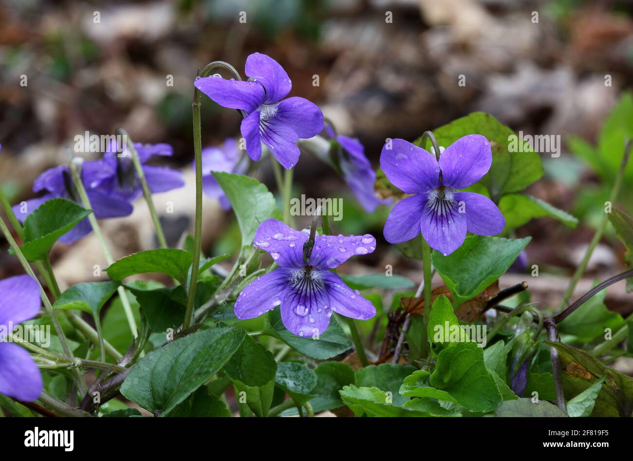 Common Dog Violet - Viola riviniana Stock Photo