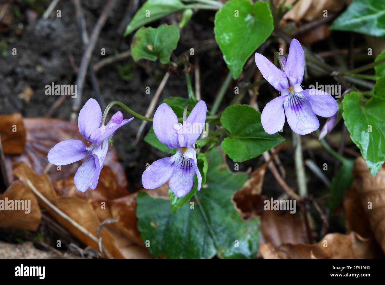 Early Dog Violet - Viola reichenbachiana Stock Photo