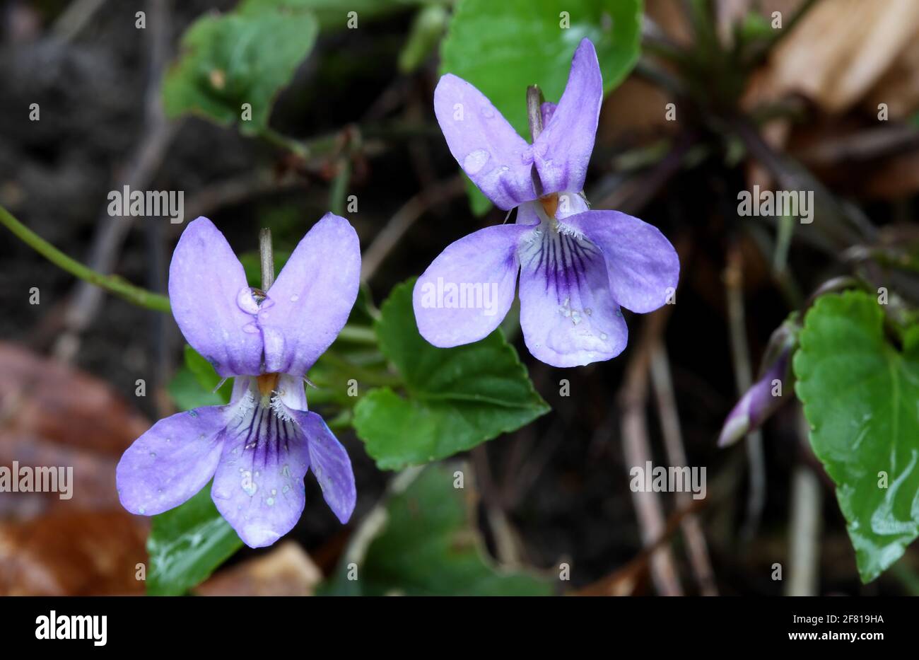 Early Dog Violet - Viola reichenbachiana Stock Photo
