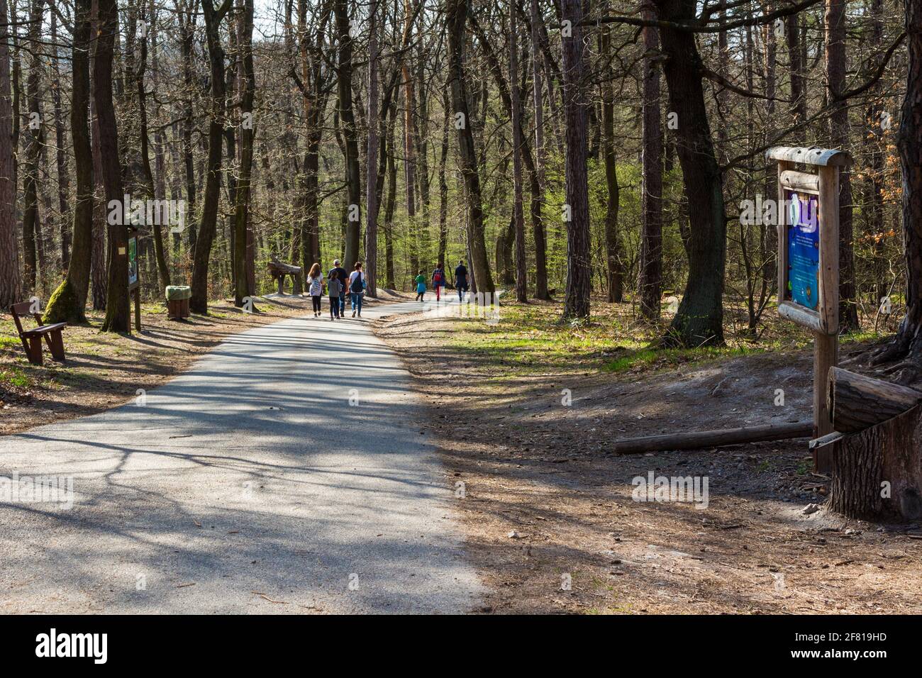 People hikers walking down from Karoly-magaslat on forest road, Soproni-hegyseg, Sopron, Hungary Stock Photo