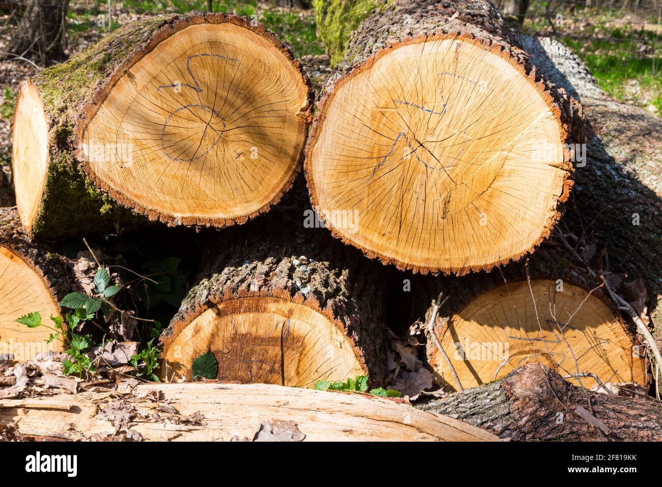 Cross section of cut down oak trunks with number marks, Soproni-hegyseg, Sopron, Hungary Stock Photo
