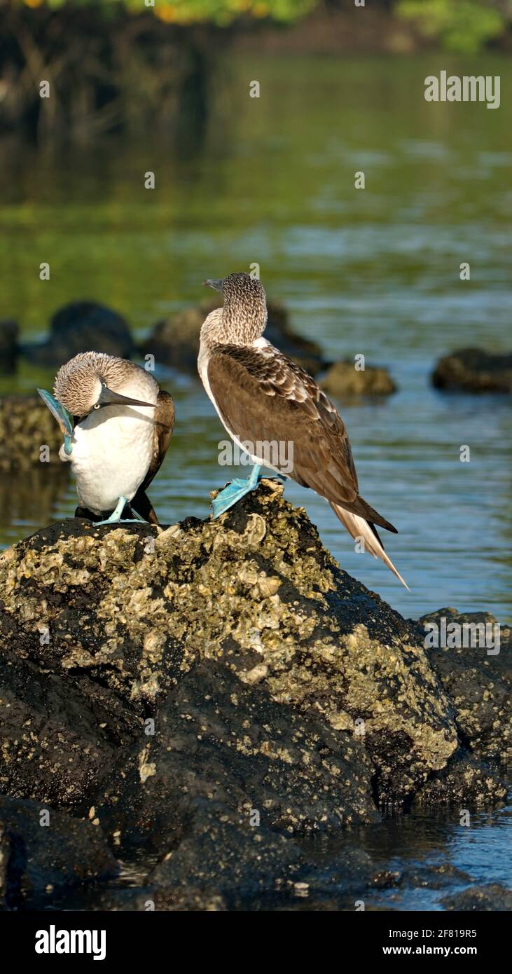 Blue footed boobies (Sula nebouxii) perched on a rock at Caleta Tortuga Negra, Baltra Island, Stock Photo