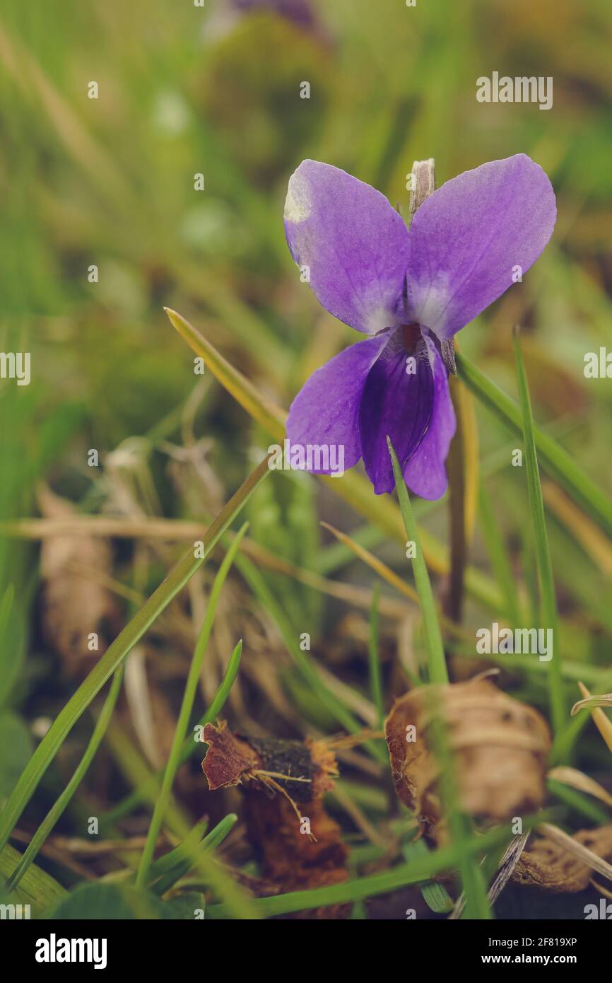 Vertical shot of a beautiful Marsh blue violet (Viola cucullata) in the field Stock Photo