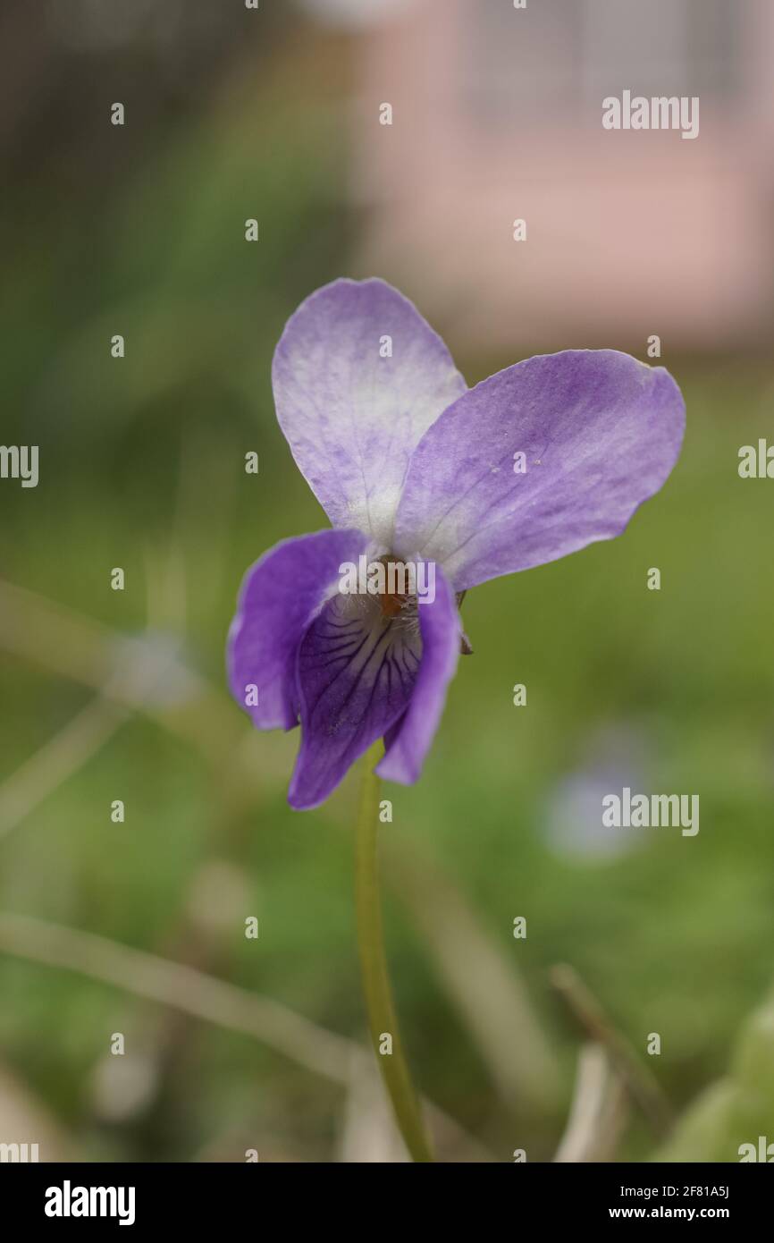 Vertical shot of a beautiful Marsh blue violet (Viola cucullata) with a blurred background Stock Photo