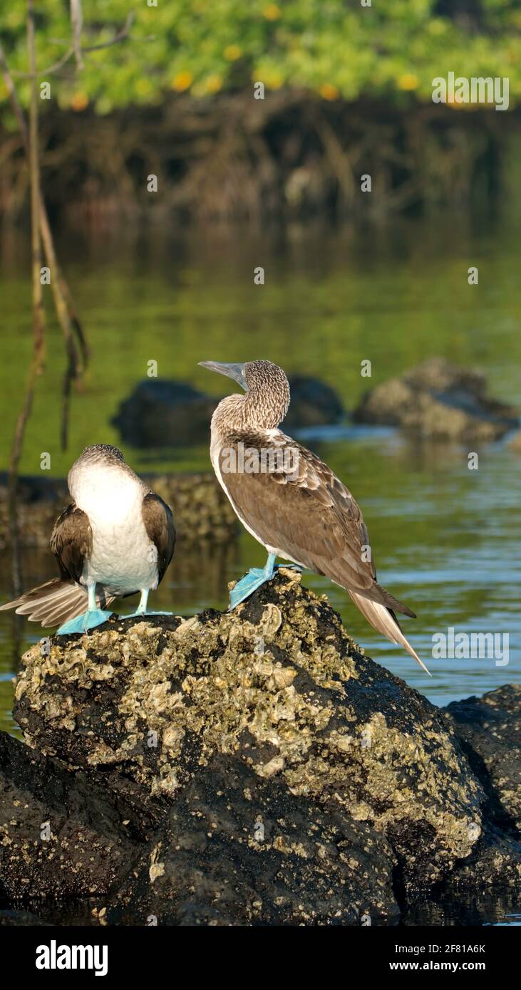 Blue footed boobies (Sula nebouxii) perched on a rock at Caleta Tortuga Negra, Baltra Island, Stock Photo