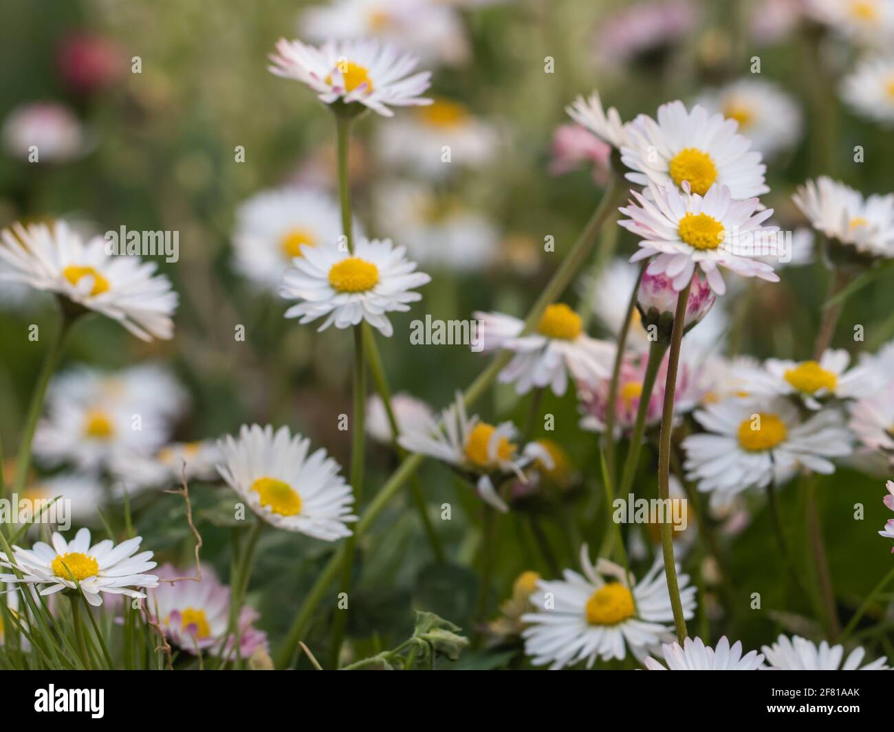 field of white daisies Stock Photo Alamy