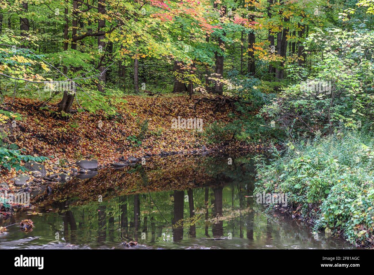 Natures mirror hi-res stock photography and images - Alamy