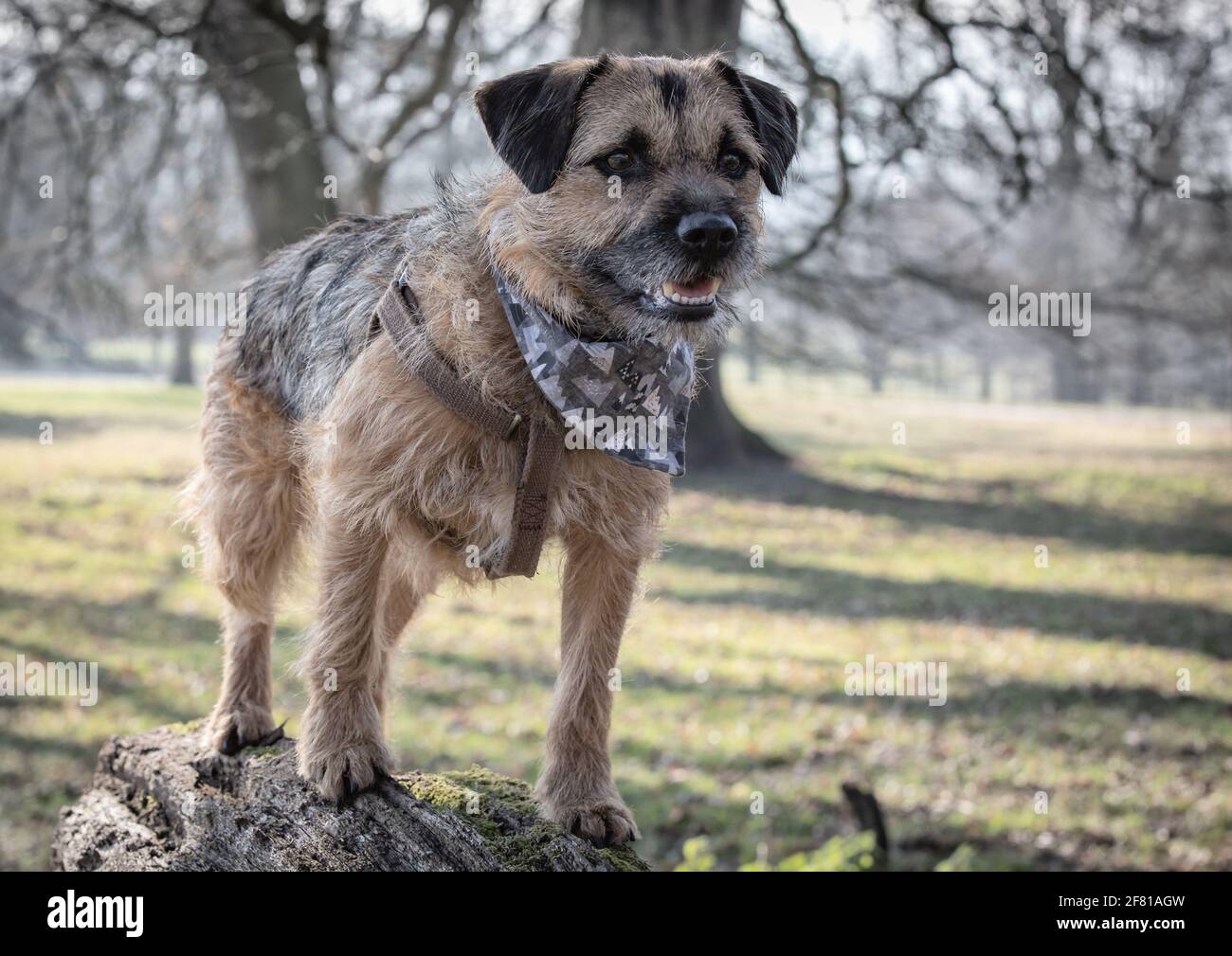 Border terrier with bandana Stock Photo - Alamy