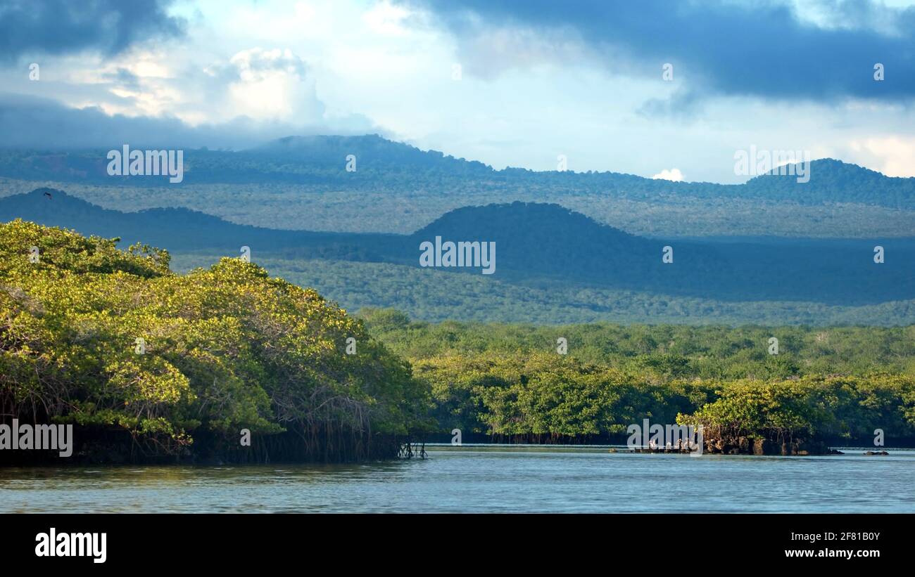 Mangrove forest with mountains rising up in the background at Caleta Tortuga Negra, Baltra Island, Stock Photo