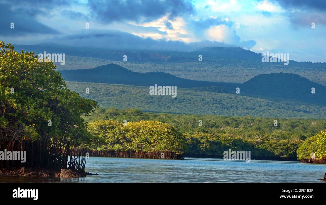 Mangrove forest with mountains rising up in the background at Caleta Tortuga Negra, Baltra Island, Stock Photo