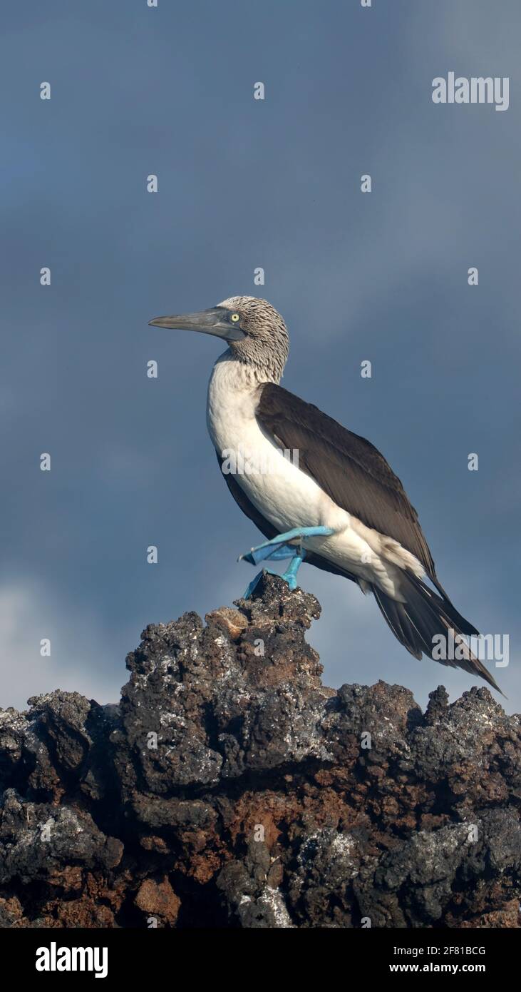 Blue footed booby (Sula nebouxii) perched on a rock at Caleta Tortuga Negra, Baltra Island, Stock Photo