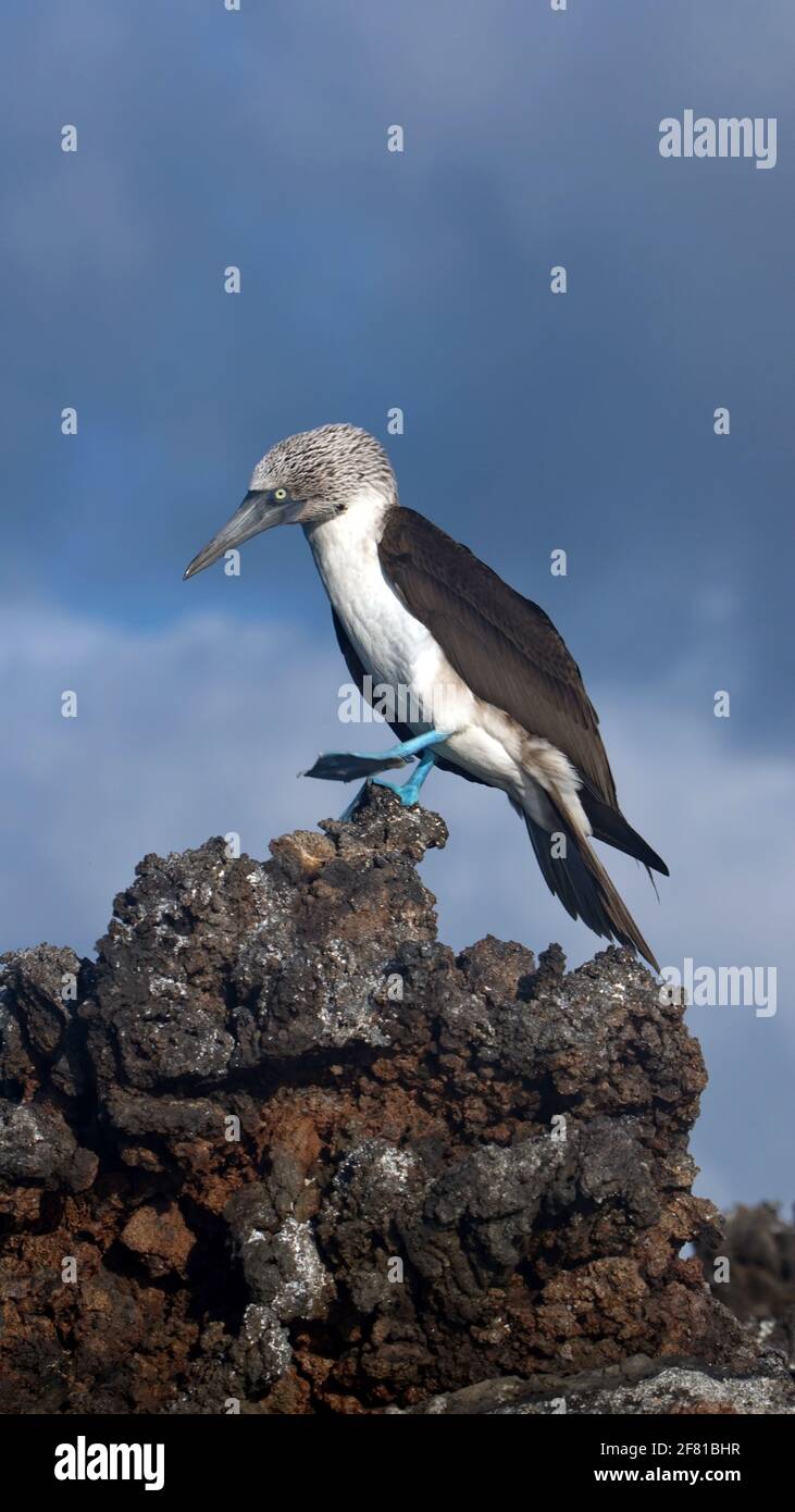 Blue footed booby (Sula nebouxii) perched on a rock at Caleta Tortuga Negra, Baltra Island, Stock Photo