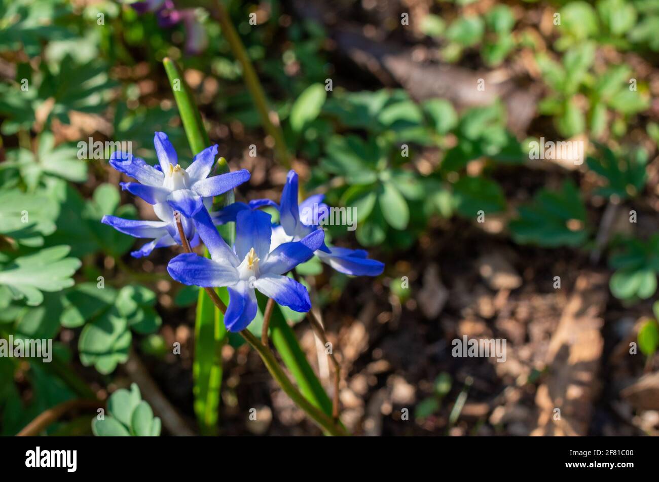 CHIONODOXA FORBESII 'BLUE GIANT' - SNOW IN Spring Stock Photo - Alamy