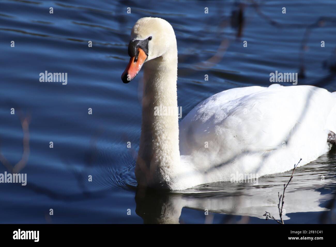Front view of a mute swan(Cygnus olor) swimming on the lake Stock Photo ...