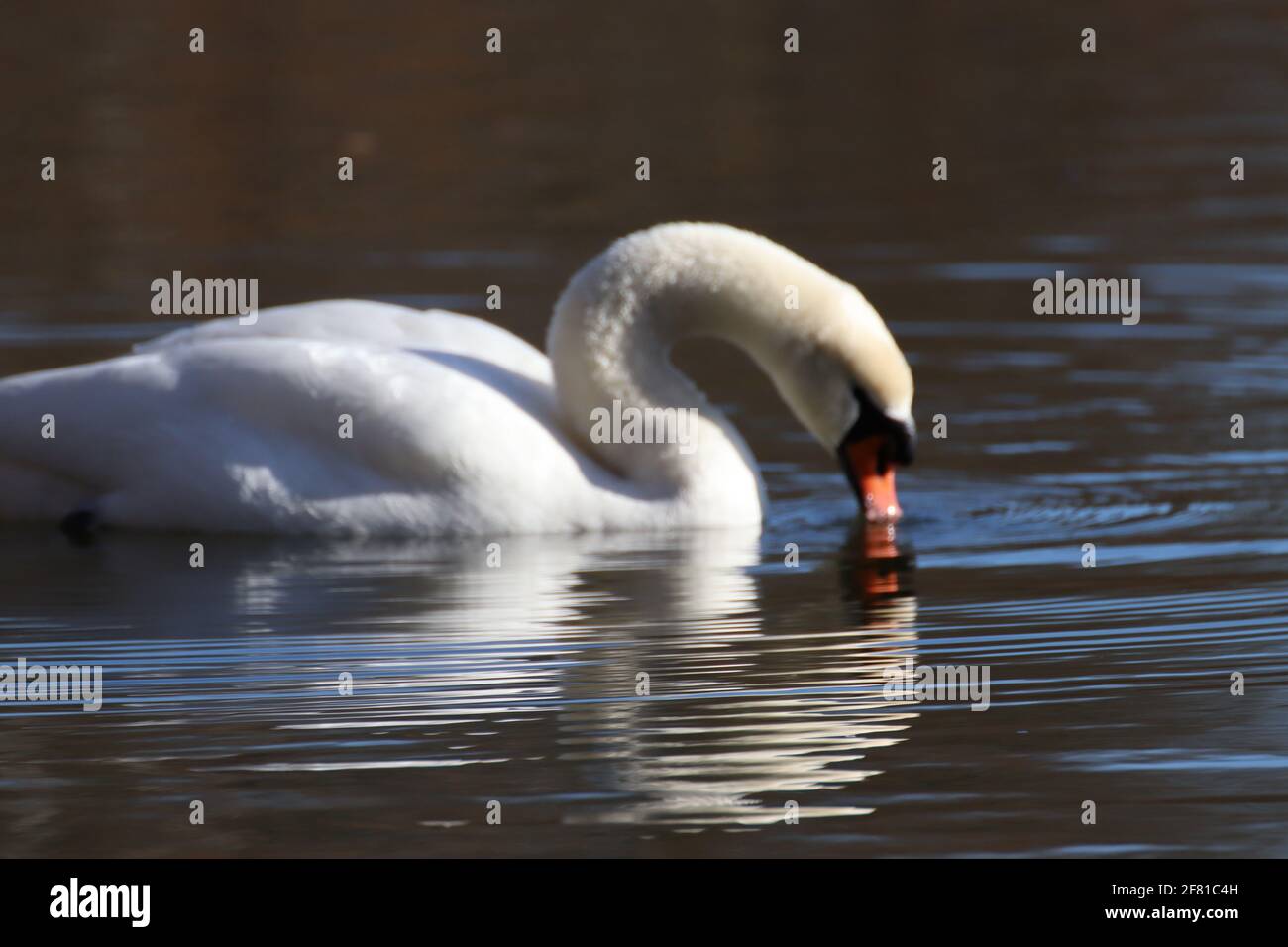 Beautiful mute swan hunting on the lake Stock Photo Alamy