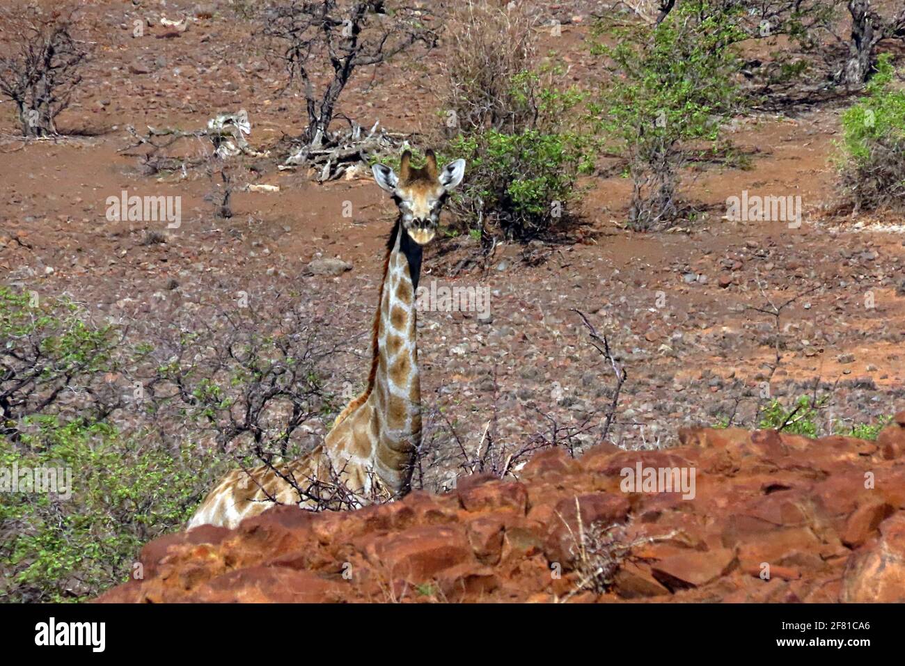 A lone desert South African Giraffe wandering through the rocky landscape of Damaraland in Kunene, Northern Namibia. Stock Photo