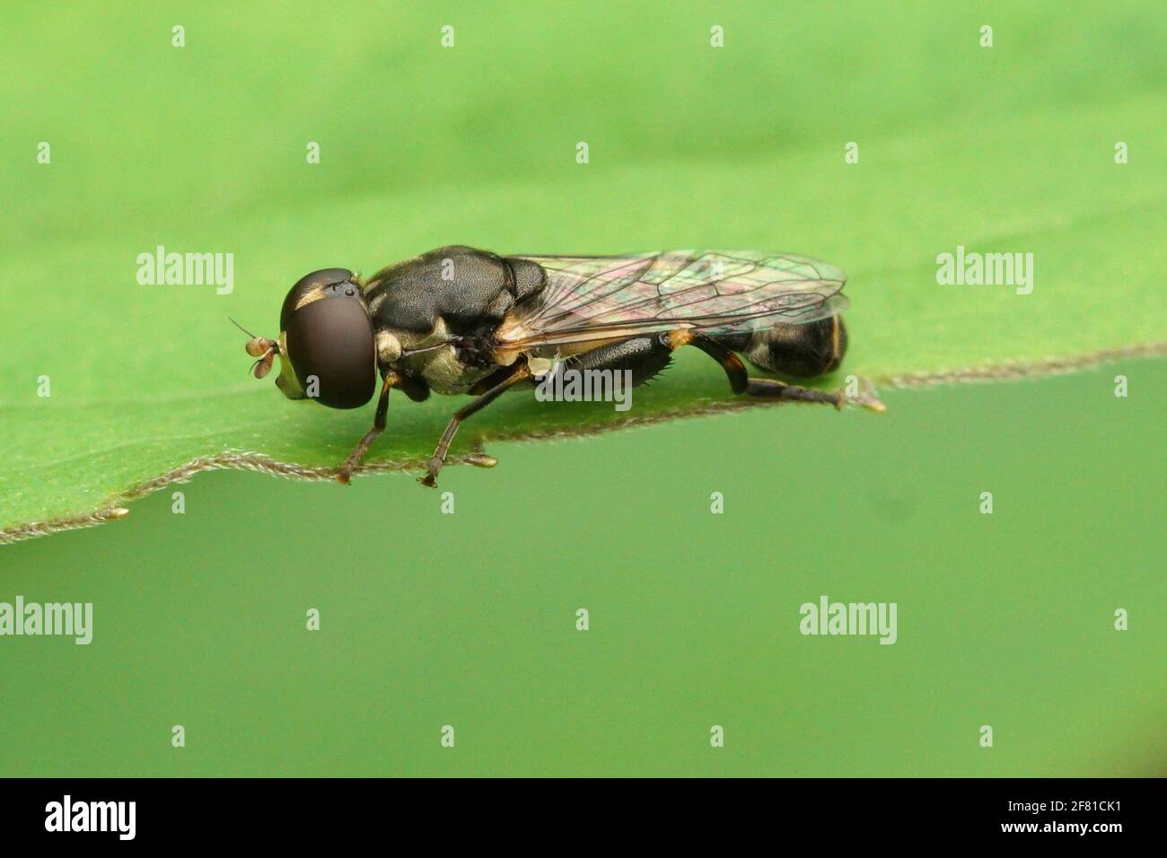 Closeup of the small Thick legged Hoverfly, Syritta pipiens sitting on a green leaf Stock Photo