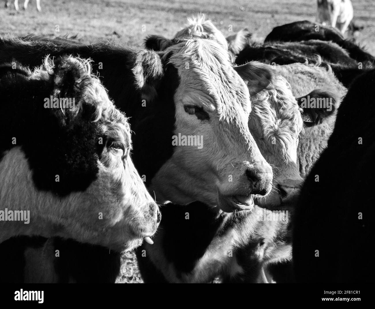 Free cows Black and White Stock Photos & Images - Alamy