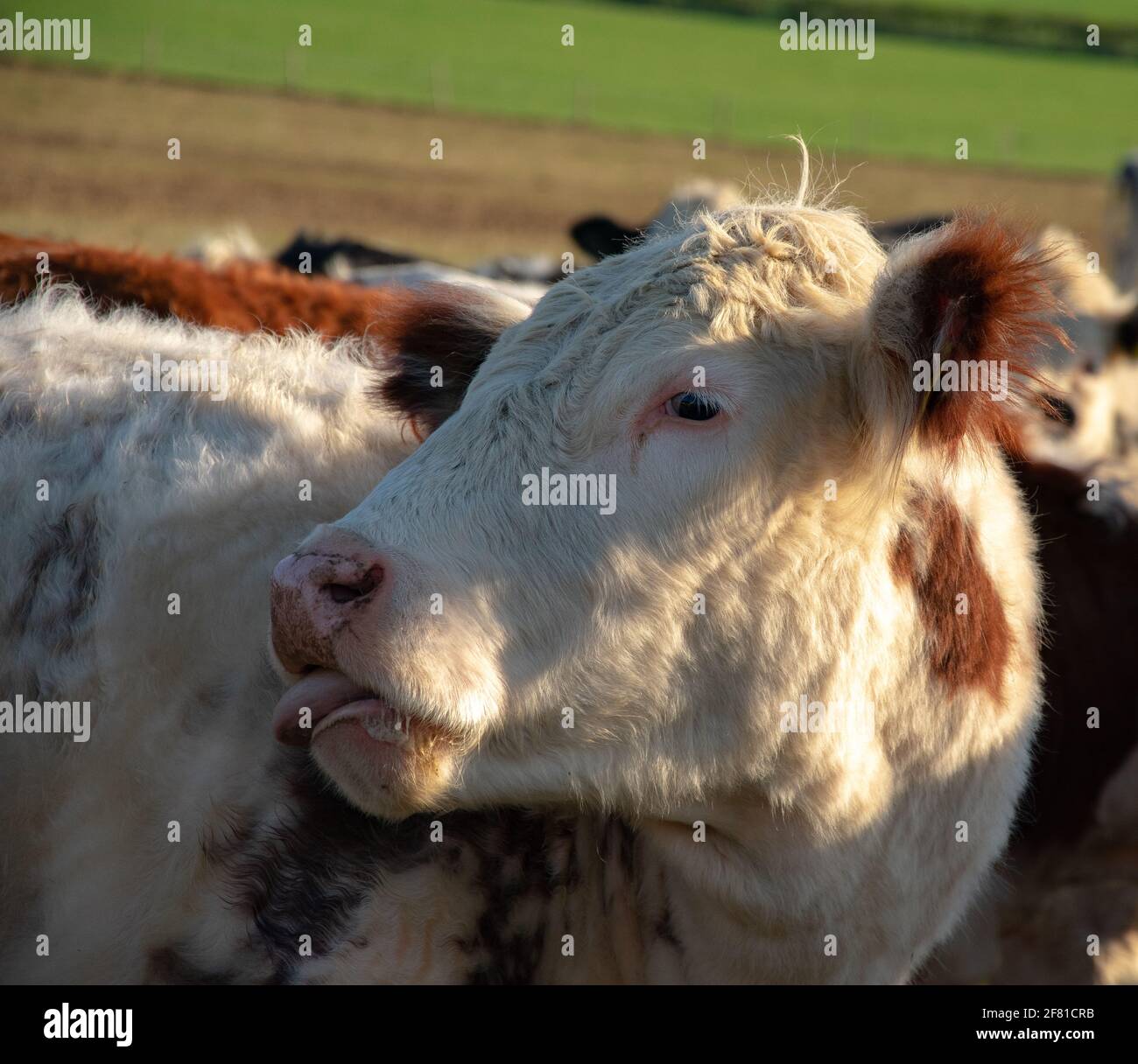 Funny cow licking itself Stock Photo Alamy