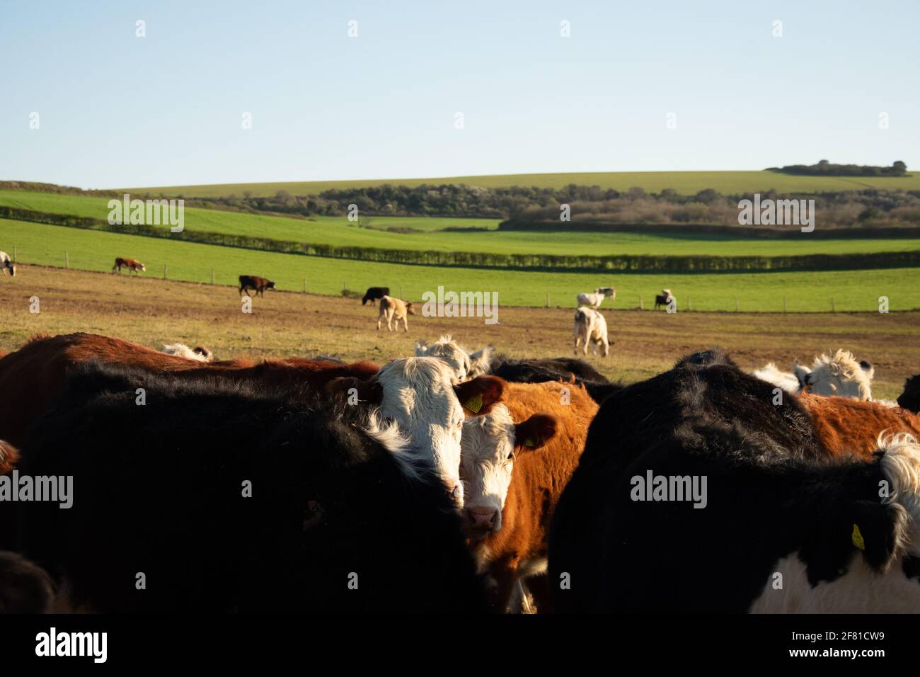 Herd of cows in a farmland Stock Photo