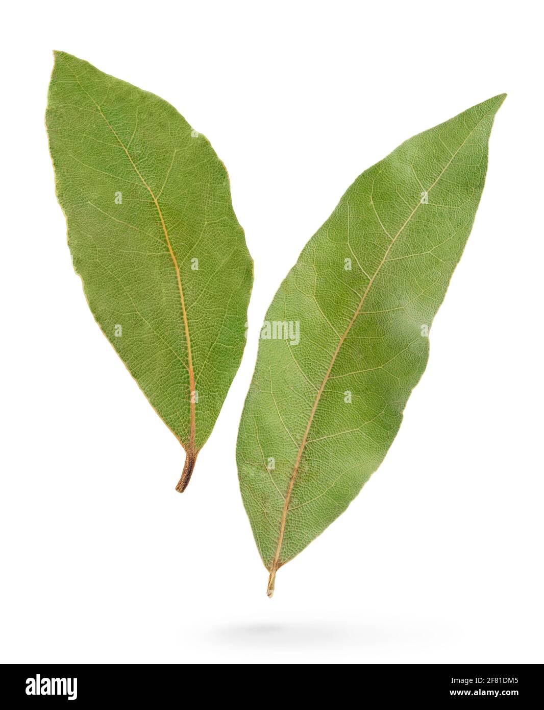 Two bay leaves isolated with clipping path on white background. Stock Photo