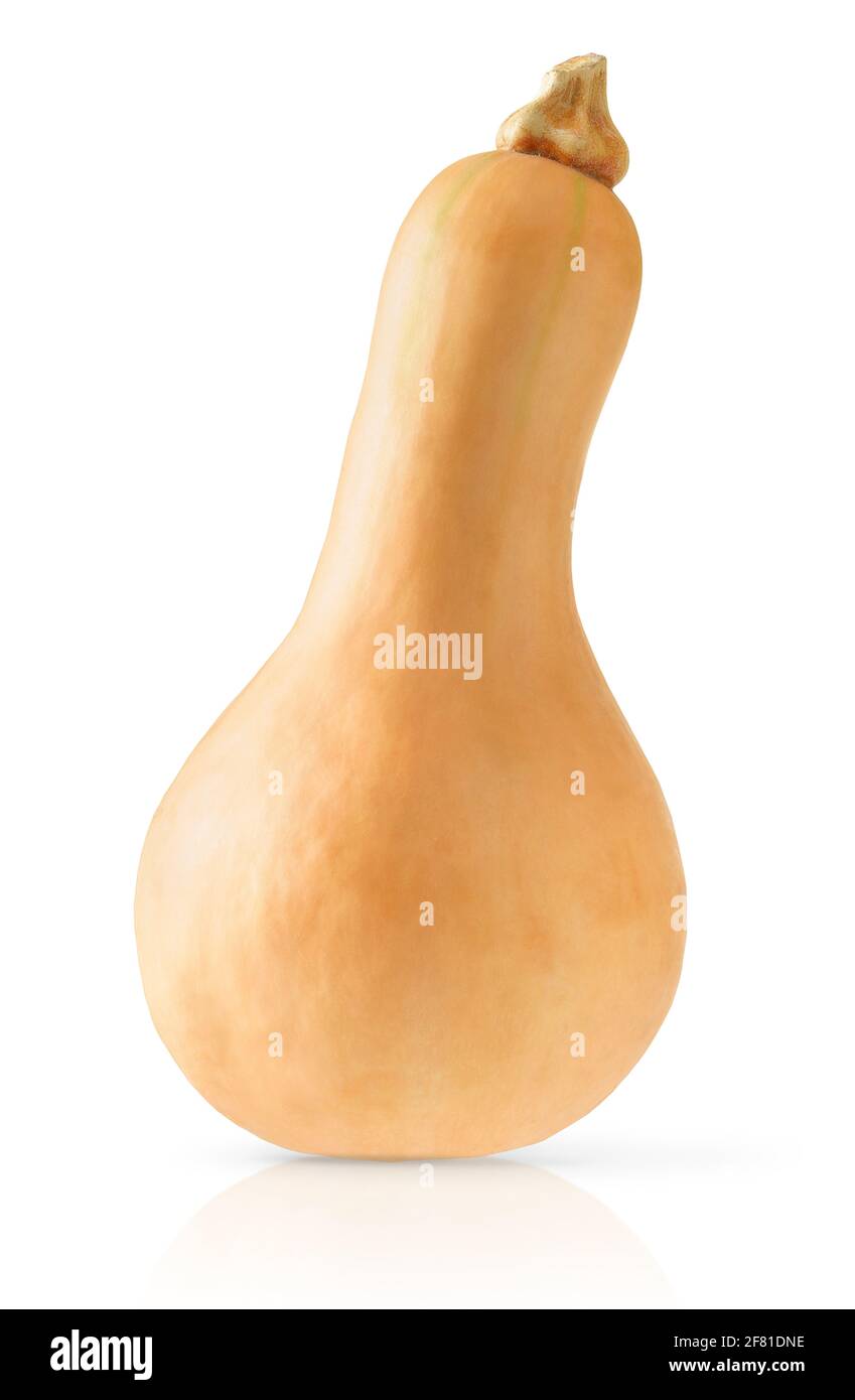 Butternut squash isolated with clipping path on white background. Stock Photo