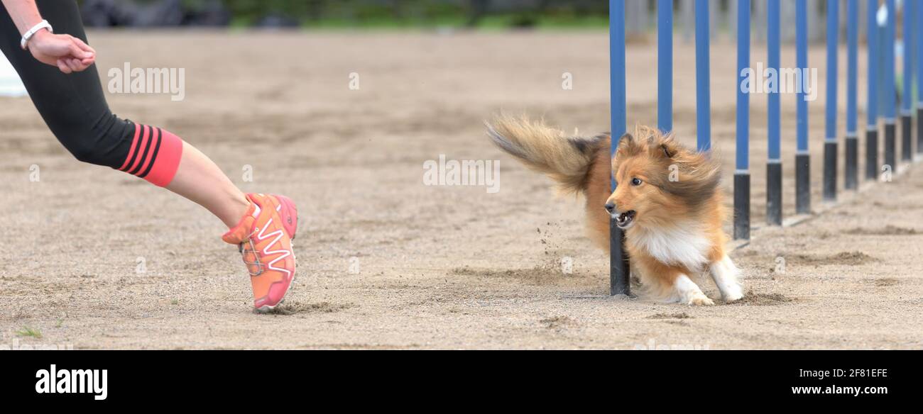 Shetland sheepdog agility 2025