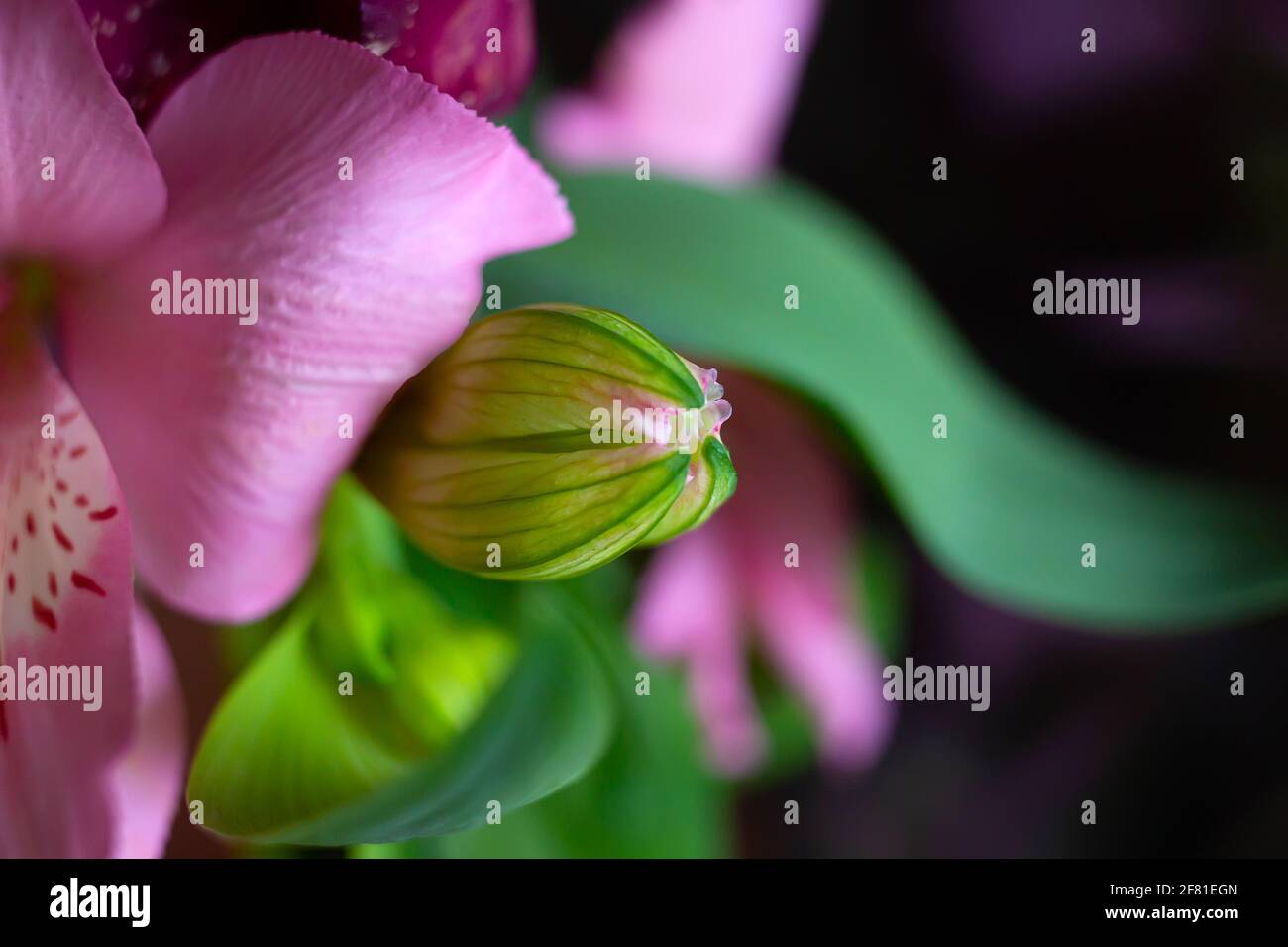 Close up macro fresh green bud of alstroemeria flower with pink petals, beauty in nature Stock Photo